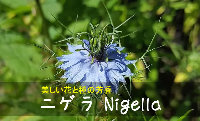 5周年記念イベントが 7. ニゲラの種
