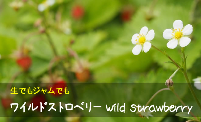 ワイルドストロベリー（野イチゴ）】育て方、効果・効能など | ハーブ